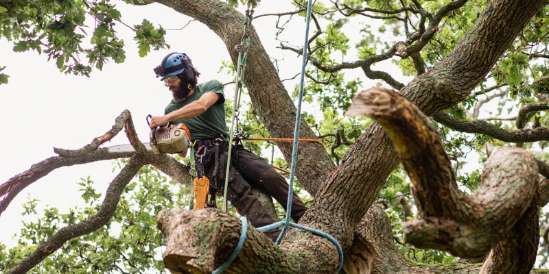 Tree Removal in Maryville, Tennessee
