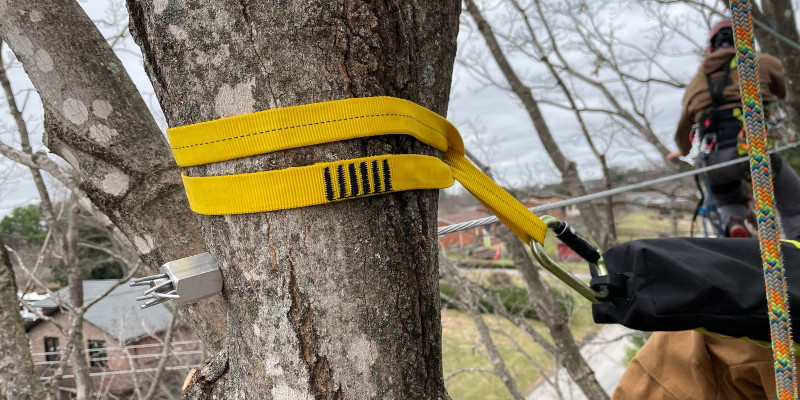 Tree Cabling in Maryville, Tennessee