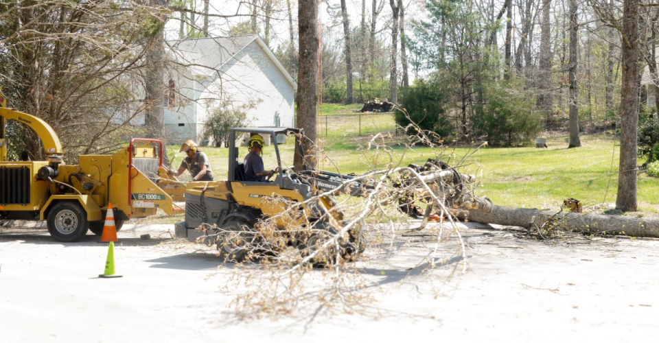Tree Services (1)