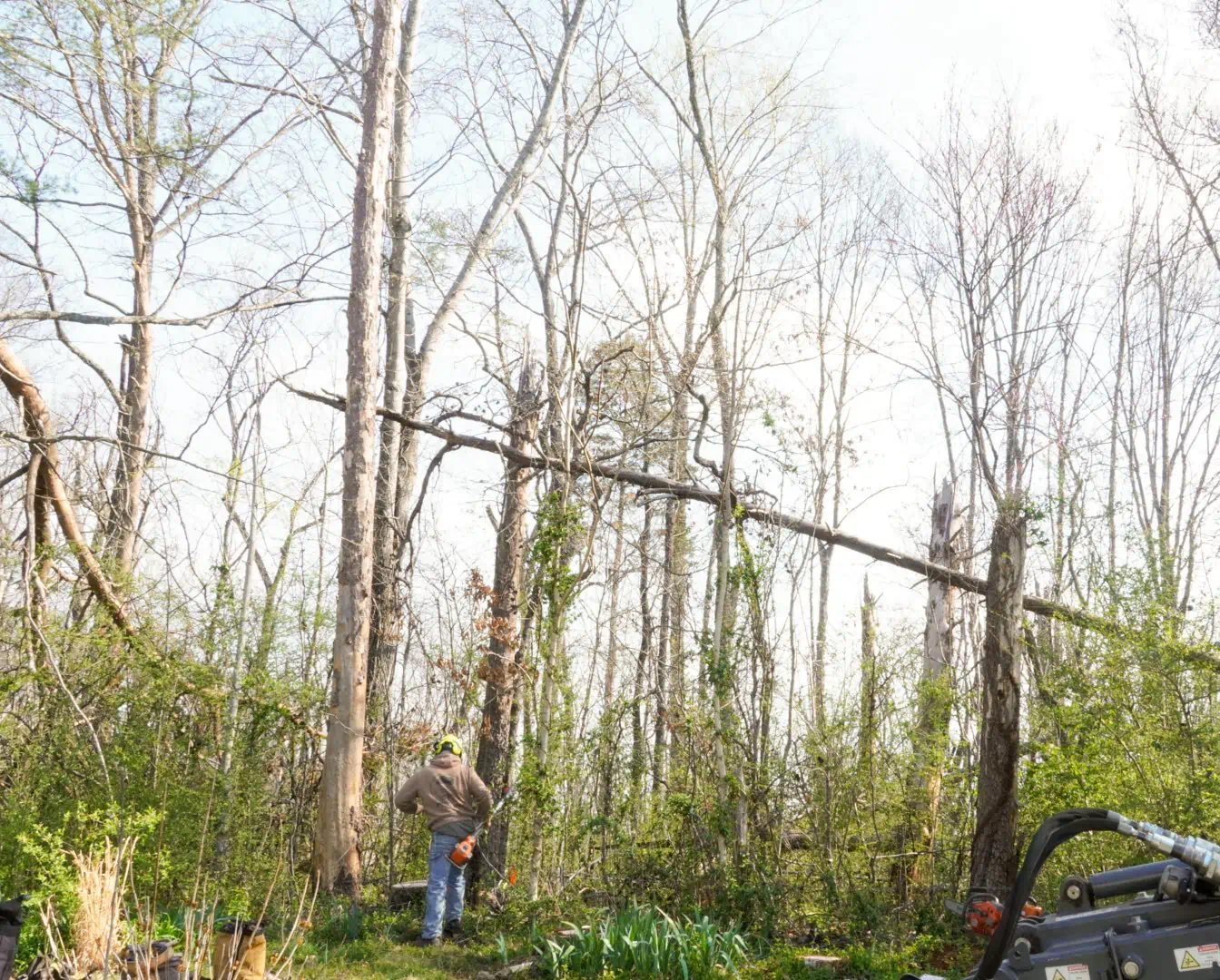 Tree Services (3)
